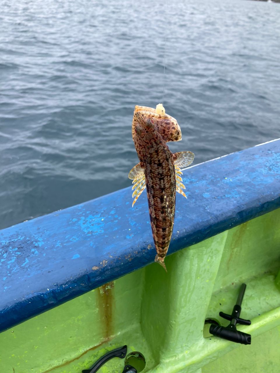 アングラー21285965さんの釣果 3枚目の画像