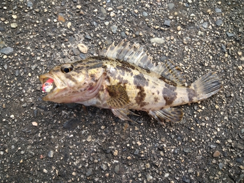 タケノコメバルの釣果