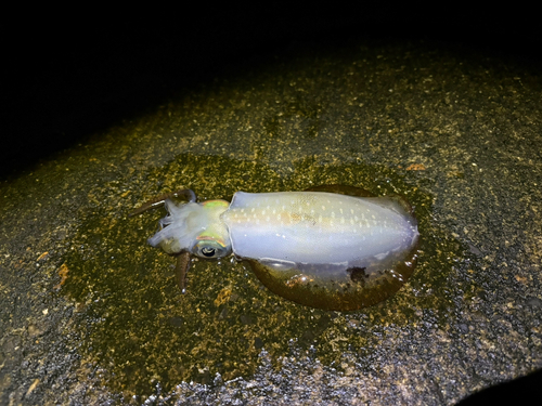 網代浜海水浴場