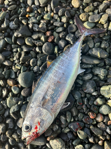 オヒョウの釣果