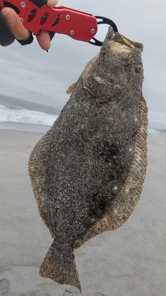 ソゲの釣果