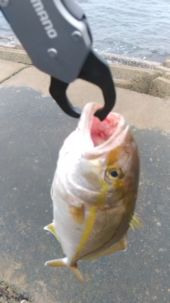 ショゴの釣果