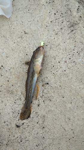 マハゼの釣果