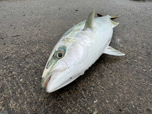 イナダの釣果