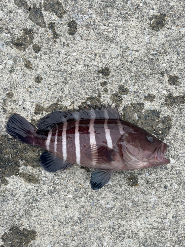 マハタの釣果