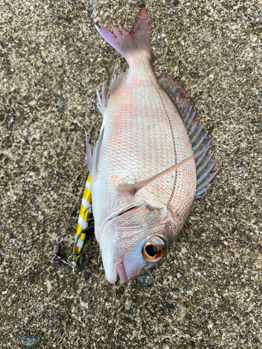 タイの釣果