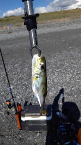 シロサバフグの釣果