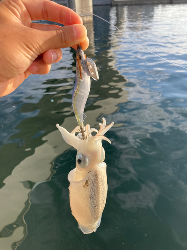 シリヤケイカの釣果