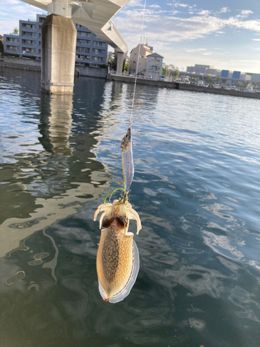 シリヤケイカの釣果