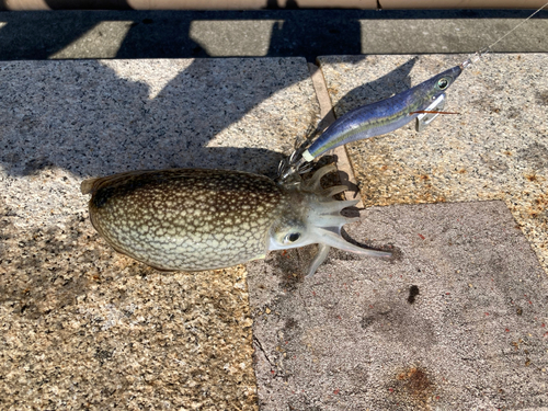 シリヤケイカの釣果