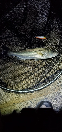 フッコ（マルスズキ）の釣果