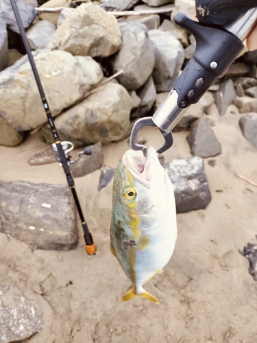 イナダの釣果