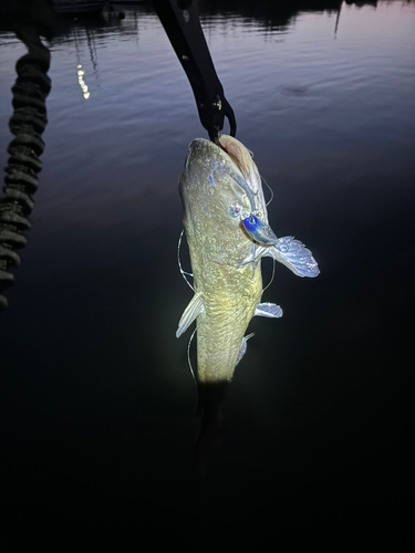 アメリカナマズの釣果