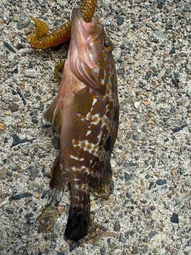 アオハタの釣果