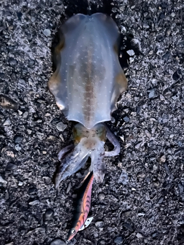 アオリイカの釣果