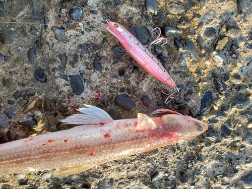 タチウオの釣果