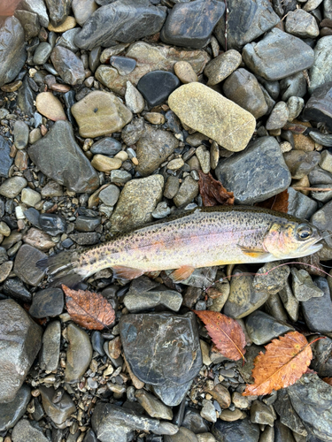 ニジマスの釣果