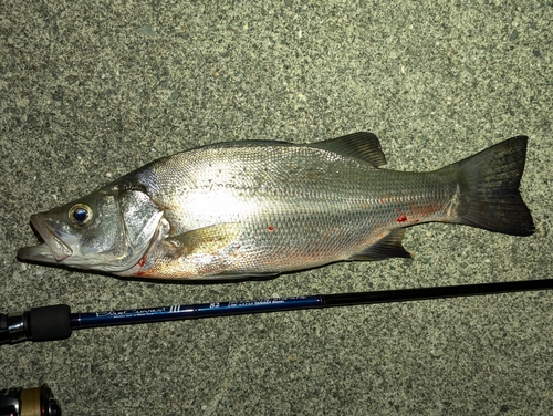 セイゴ（ヒラスズキ）の釣果