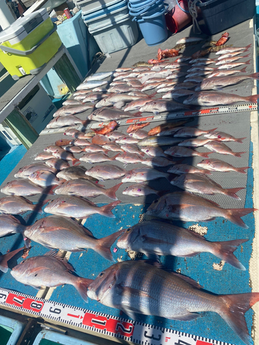 マダイの釣果