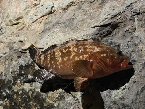 アコウの釣果