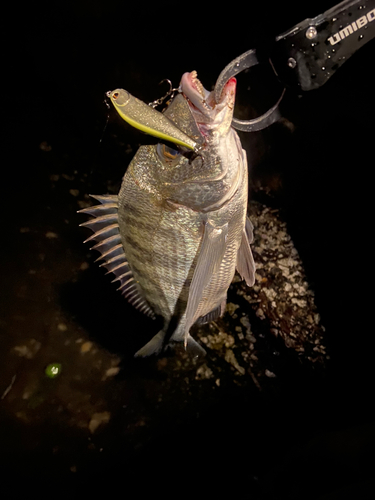 クロダイの釣果