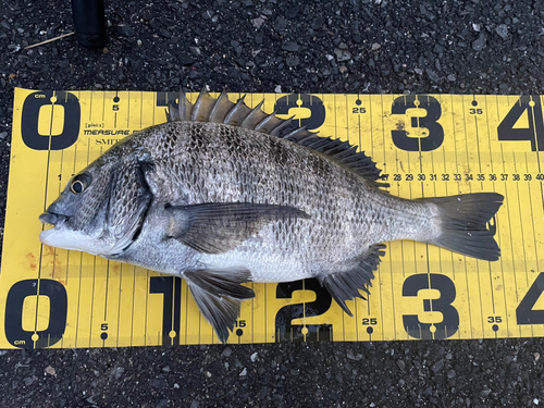 クロダイの釣果