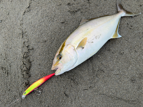 ショゴの釣果