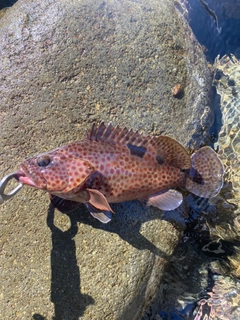 ノミノクチの釣果