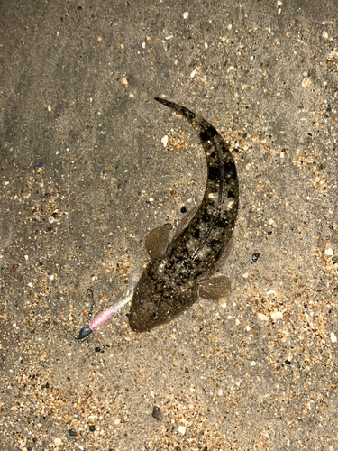 マゴチの釣果