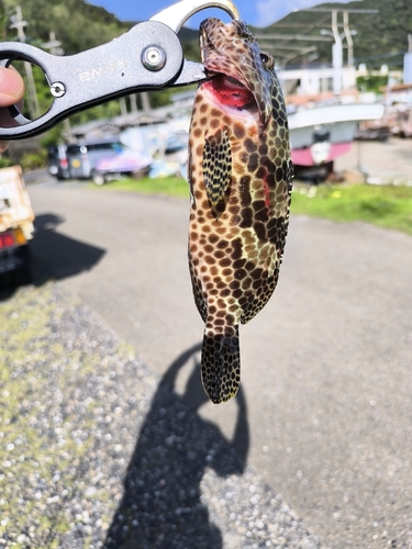 カンモンハタの釣果