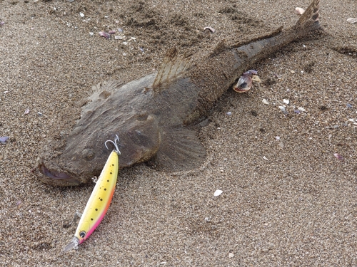 マゴチの釣果