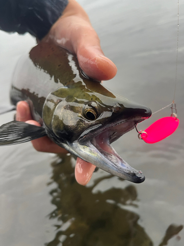 ヒメマスの釣果