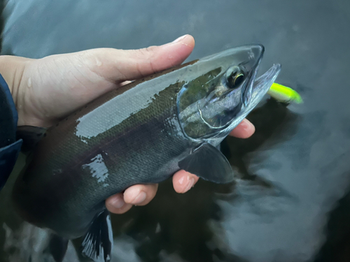 ヒメマスの釣果