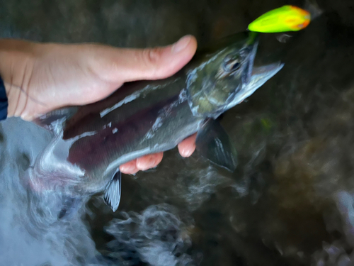 ヒメマスの釣果