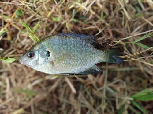 ブルーギルの釣果