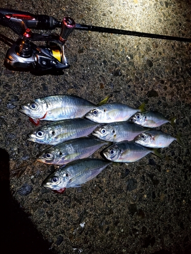 アジの釣果