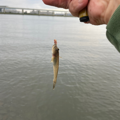 ハゼの釣果