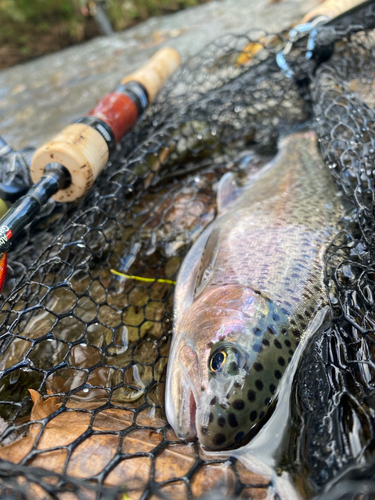 ニジマスの釣果