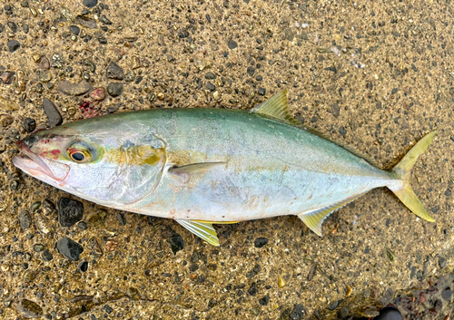 ヒラマサの釣果