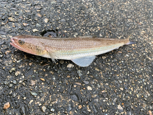 エソの釣果