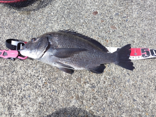 クロダイの釣果