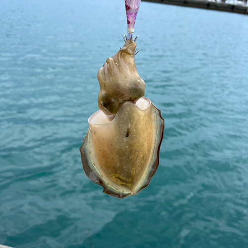 コウイカの釣果