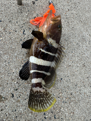 アオハタの釣果