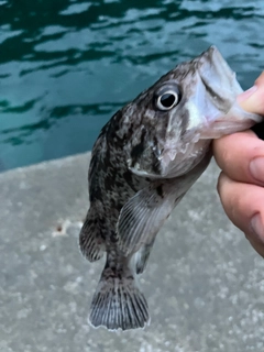 クロソイの釣果