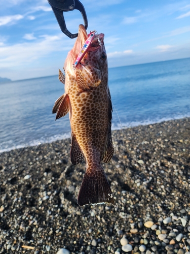 オオモンハタの釣果