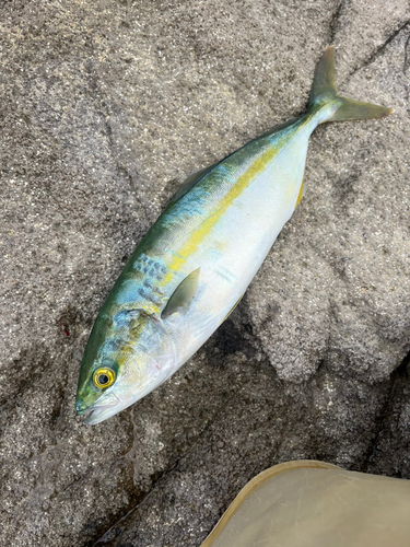 ツバスの釣果