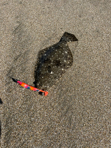 ソゲの釣果