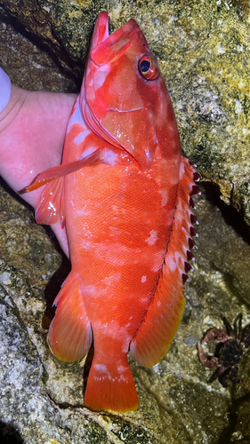 アカハタの釣果