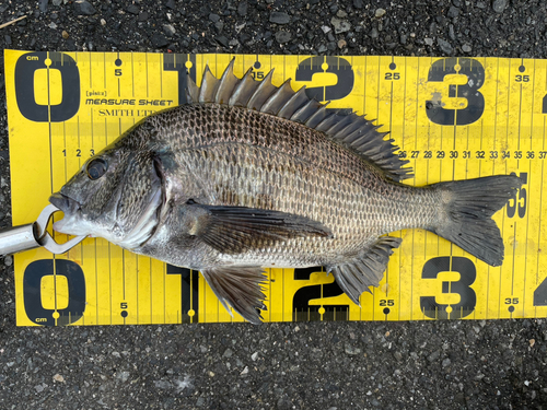 クロダイの釣果