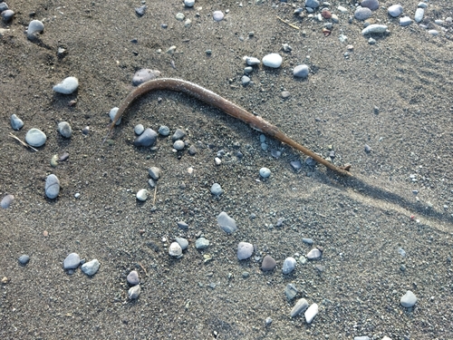 ダツの釣果